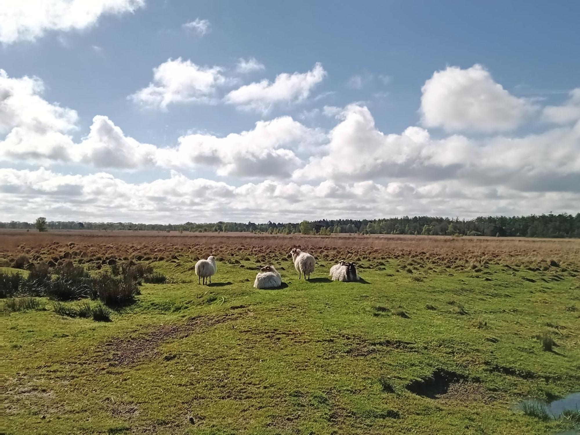 Ruim Huisje Op Een Prachtige Plek Hemrik Buitenkant foto